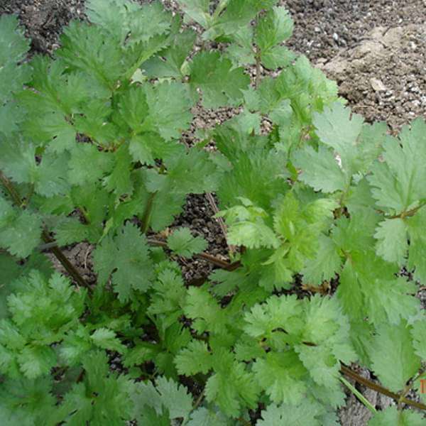 Coriander Kalmi Vegetable Seeds